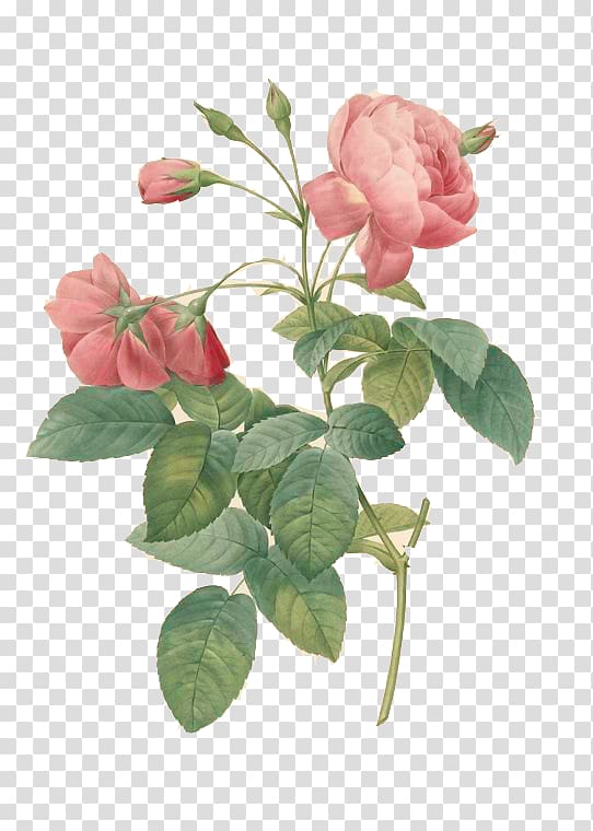 Les roses France Cabbage rose The complete book of 169 Redouté roses Painting, france transparent background PNG clipart