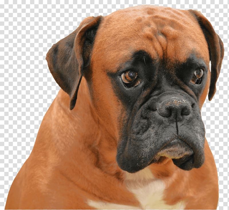 Boxer Valley Bulldog Dobermann Bullmastiff, puppy transparent background PNG clipart