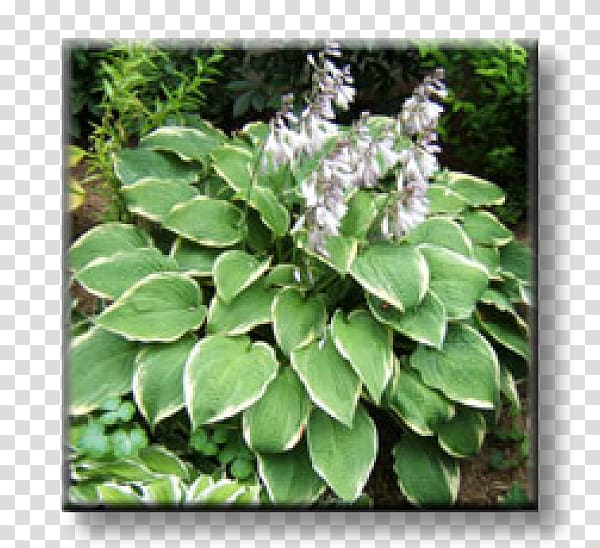 Blue Plantain-lily Graublatt-Funkie Herbaceous plant Perennial plant Fortune's spindle, hosta transparent background PNG clipart