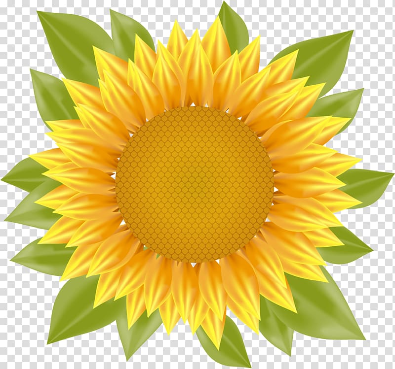 sunflower illustration, Common sunflower, sunflower transparent background PNG clipart