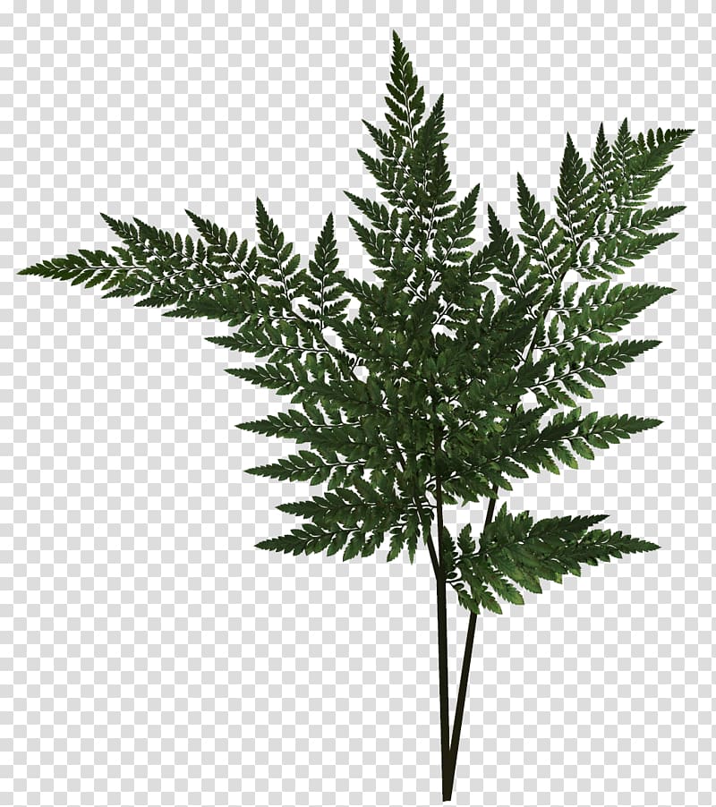 Fern Leaf Plant, Leaf transparent background PNG clipart