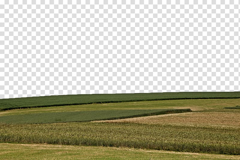 Farm Grassland Energy Crop Sky, Yellow wheat field transparent background PNG clipart