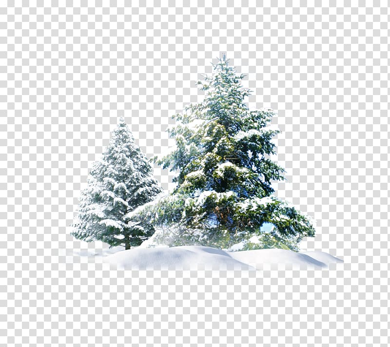 green leafed tree, Polar bear Snow Pine , Christmas Snow Tree Creative transparent background PNG clipart