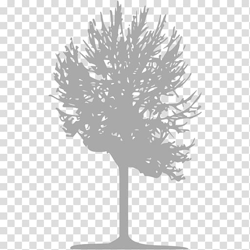 Tree Twig Silver birch Computer Icons Deciduous, tree transparent background PNG clipart