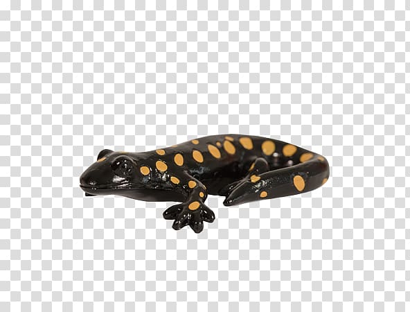 California tiger salamander Newt Western tiger salamander, salamander transparent background PNG clipart