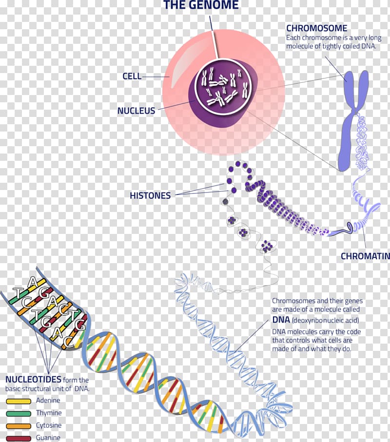 Chromosome Genetics Allele DNA, cell dna transparent background PNG clipart