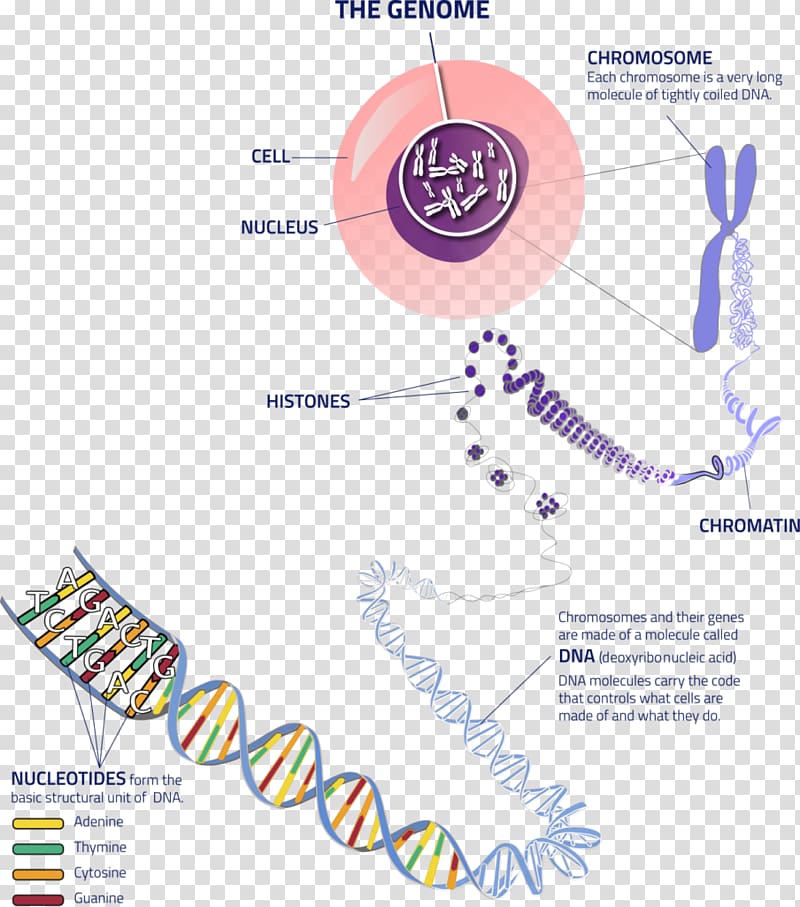 Chromosome Genetics Allele DNA, cell dna transparent background PNG ...