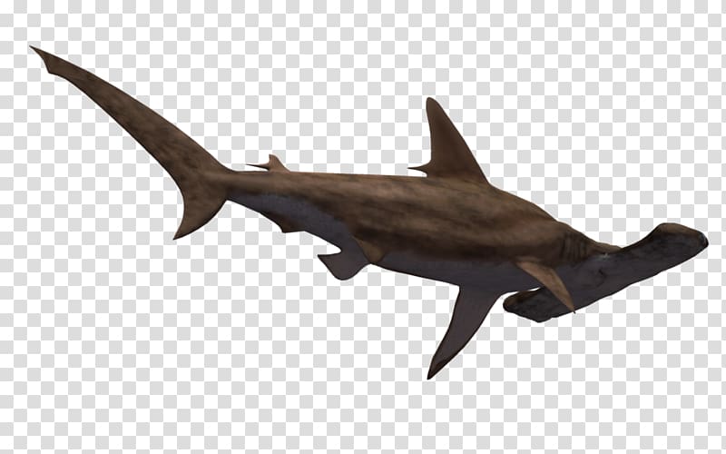 Hammerhead shark Great white shark , Hammerhead Shark transparent background PNG clipart