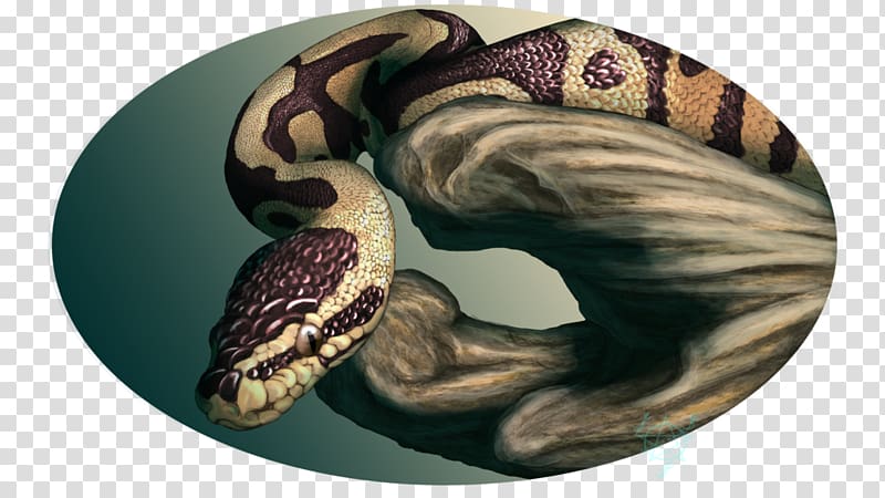 Boa constrictor Drek'Thar Ball python Serpent Art, ball python transparent background PNG clipart