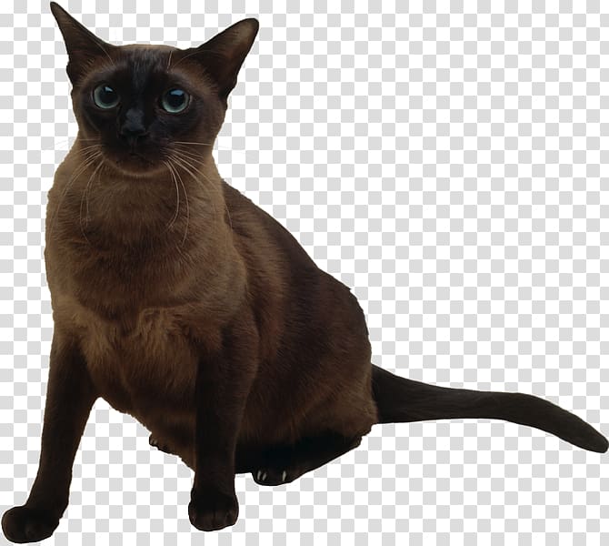 Burmese cat Siamese cat Thai cat Bombay cat Tonkinese cat, kitten transparent background PNG clipart