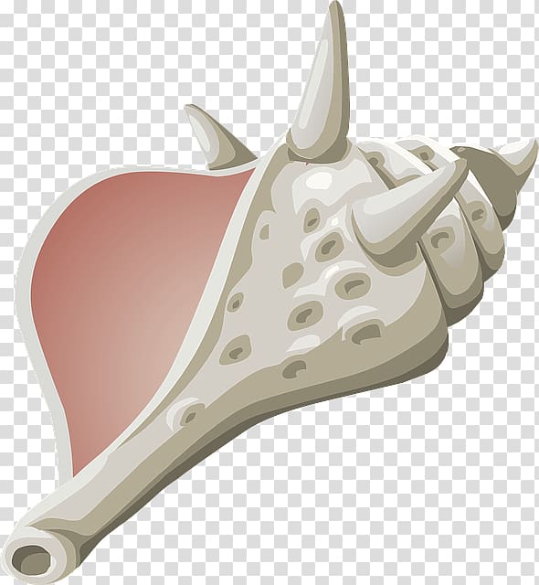 Conch , Conch transparent background PNG clipart