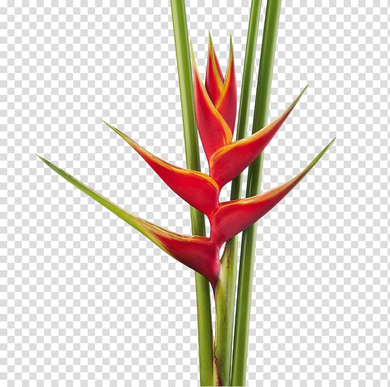 Heliconia bihai Cut flowers Heliconia rostrata Plant stem, of flowers transparent background PNG clipart