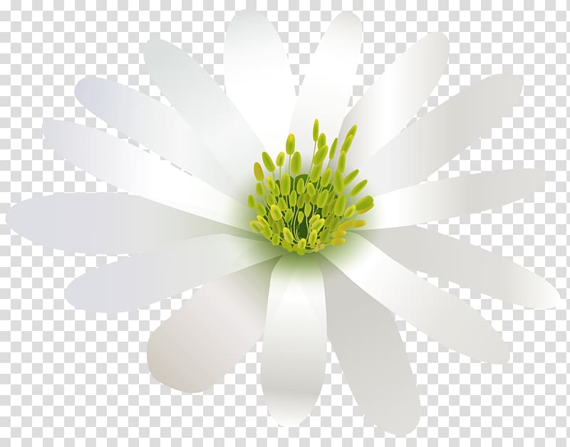 Flower White Green Three-dimensional space, white flower transparent background PNG clipart