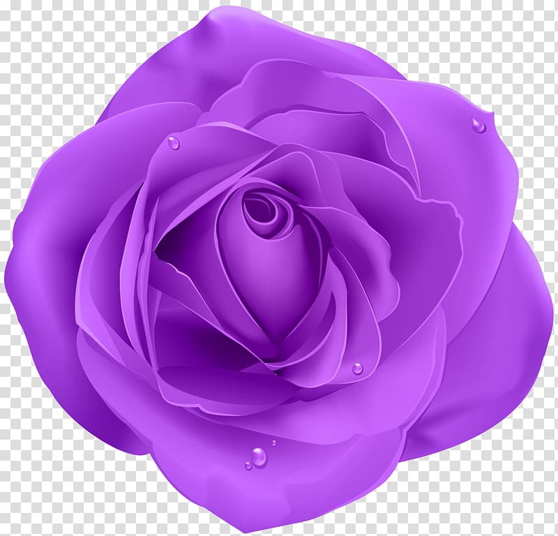 Blue rose Purple , purple transparent background PNG clipart