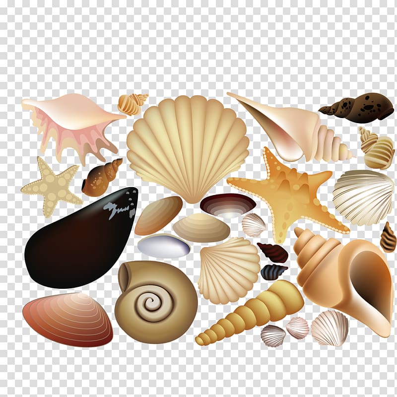 Seashell Euclidean Drawing Illustration, Shellfish shells collection transparent background PNG clipart