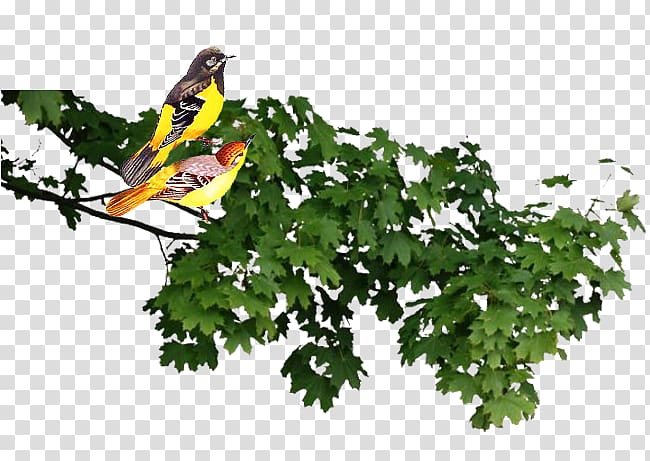 Bird Gulls, Bird transparent background PNG clipart