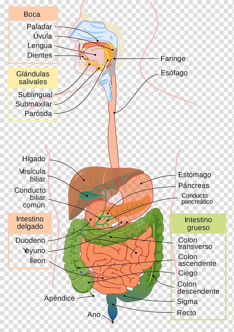 Gastrointestinal tract Digestion Physiology Human body Human digestive system, digestive system of human transparent background PNG clipart