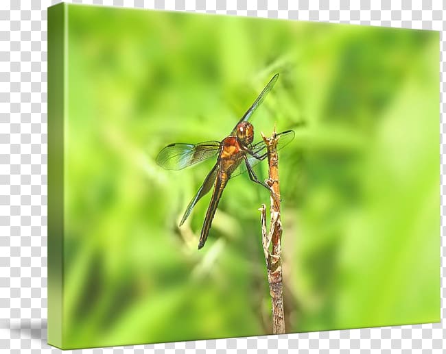 Dragonfly Damselfly Invertebrate Pterygota Arthropod, dragon fly transparent background PNG clipart