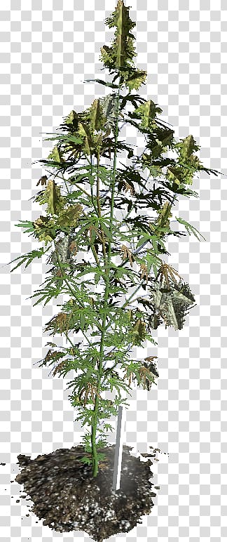 DayZ Hash, Marihuana & Hemp Museum Cannabis cultivation, cannabis transparent background PNG clipart