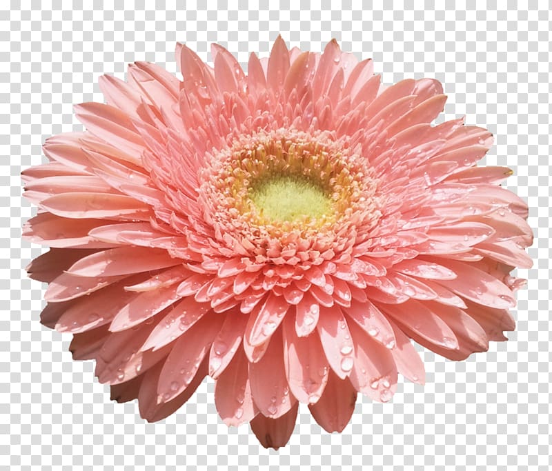 Desktop Cut flowers Transvaal daisy, flower transparent background PNG clipart