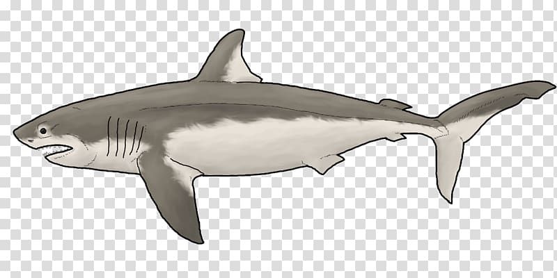Tiger shark Great white shark Squaliform sharks Rough-toothed dolphin Requiem sharks, tiger transparent background PNG clipart