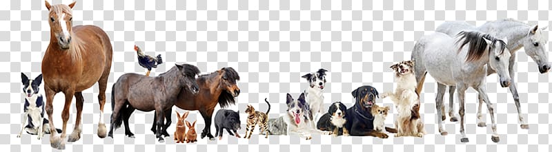 Veterinarian Dog Cat Horse Pet, Dog transparent background PNG clipart