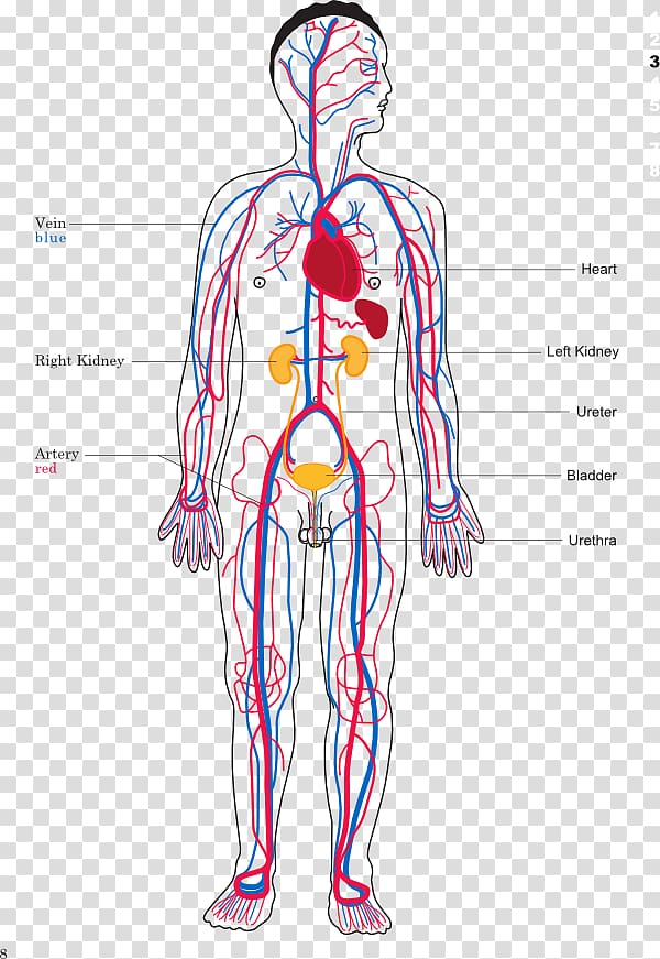 The Circulatory System Human body Organ system Heart, circulatory system transparent background PNG clipart