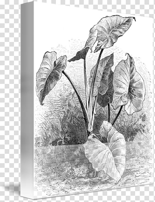 Drawing Taro Cuisine of Hawaii Plant, Taro Vegetable transparent background PNG clipart
