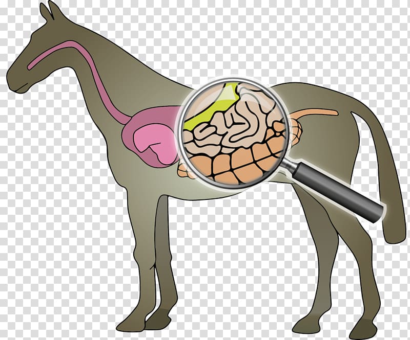 Horse Intestine Digestion Mud fever Fodder, horse transparent background PNG clipart