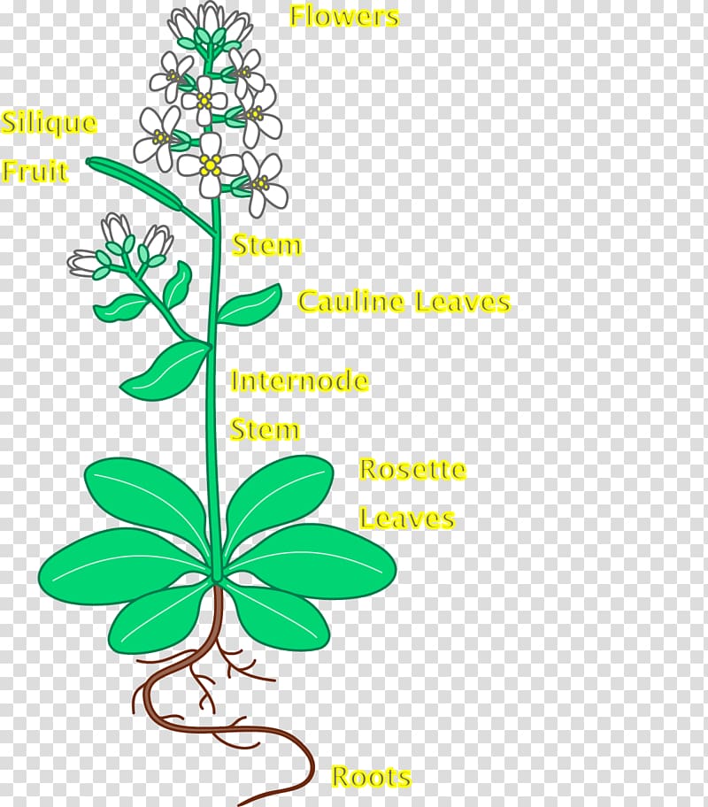 Leaf Thale cress Flower Plant Root, Leaf transparent background PNG clipart