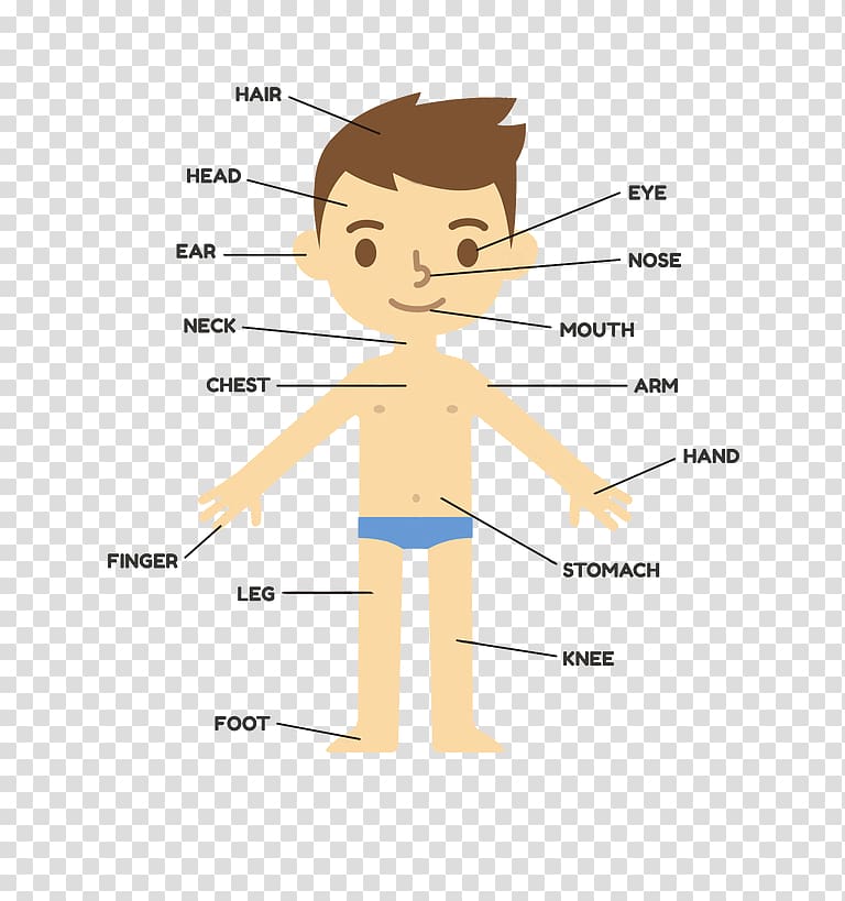 s of the Human Body Human anatomy Organ, child transparent background PNG clipart