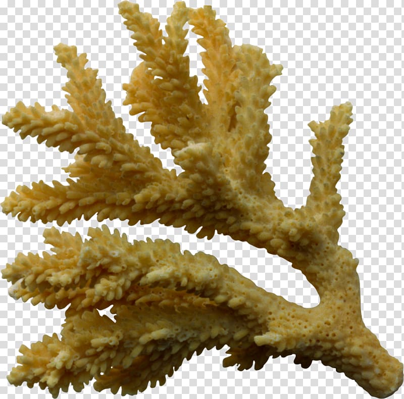 Coral , others transparent background PNG clipart