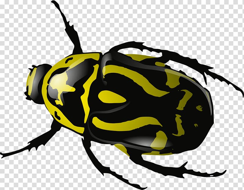 Beetle Computer Icons Ladybird , bugs transparent background PNG clipart
