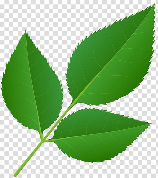 Leaf Plant stem , decorated mango leafs transparent background PNG clipart