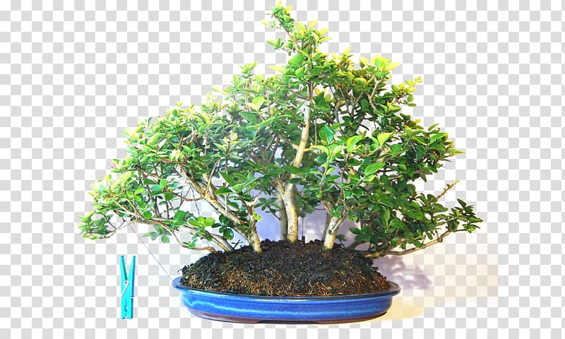 Chinese sweet plum Bonsai Japanese maple Flowerpot Chinese elm, bonsai transparent background PNG clipart