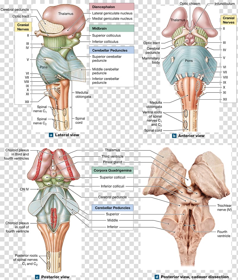 Hip Medulla oblongata Brainstem Anatomy Spinal cord, Brain transparent background PNG clipart