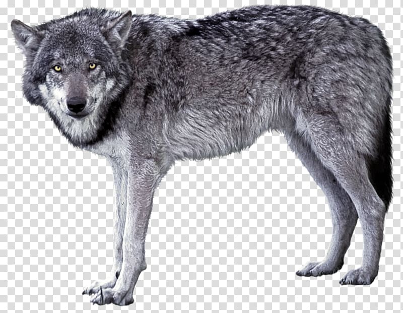 Czechoslovakian Wolfdog Saarloos wolfdog Arctic wolf Iberian wolf, A wolf transparent background PNG clipart