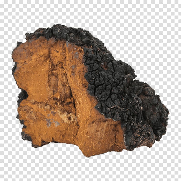 Birch Neoplasm Chaga mushroom Fungus Polypore, Chunks transparent background PNG clipart