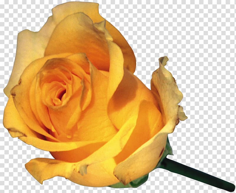 Flower Garden roses Bud Yellow Rosa foetida, rose transparent background PNG clipart