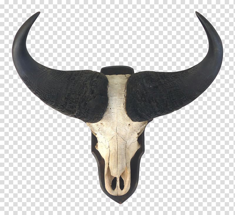 Cattle Horn Bone Mammal, horns transparent background PNG clipart