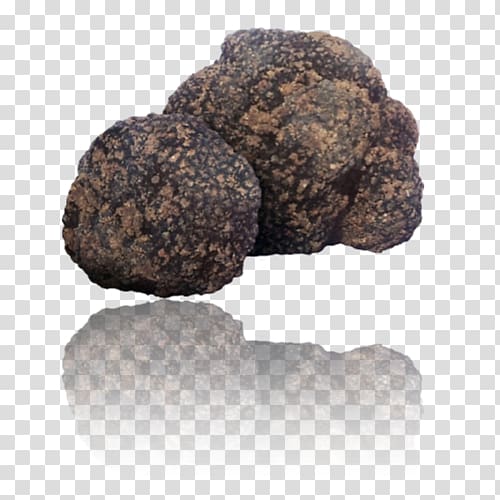 Alba Tuber aestivum Périgord black truffle Piedmont white truffle, mushroom transparent background PNG clipart