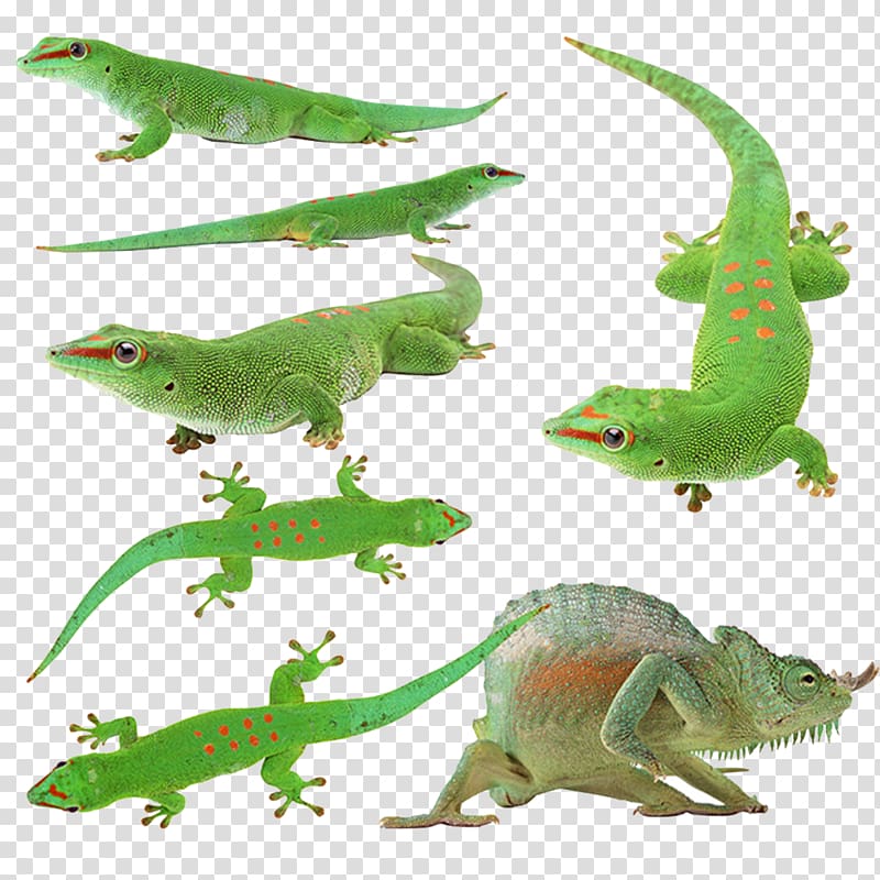 Lizard Reptile Green iguana Chameleons Cat, Lizard collection transparent background PNG clipart