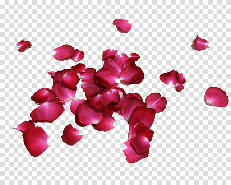 Petal Rose Flower Red, rose transparent background PNG clipart