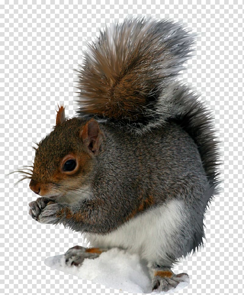 Squirrel transparent background PNG clipart