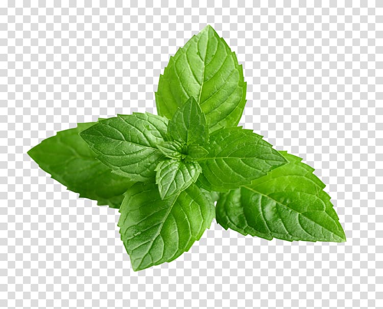 Peppermint Mentha spicata Mints Mint leaf Wild mint, others transparent background PNG clipart