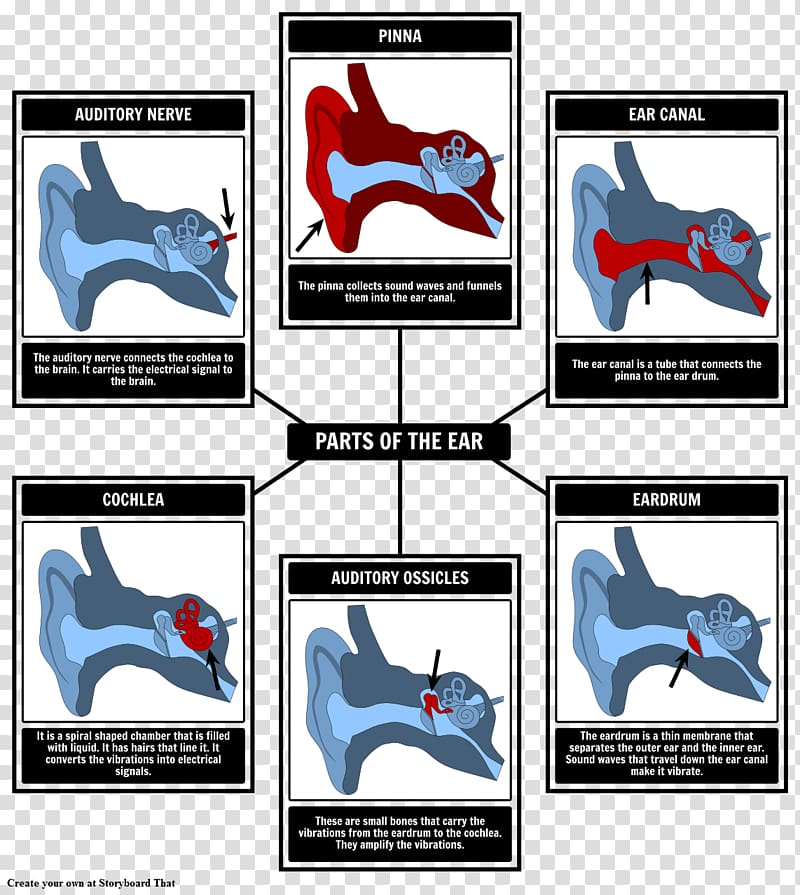 Periodic table Cochlear nerve Inner ear, sound wave transparent background PNG clipart