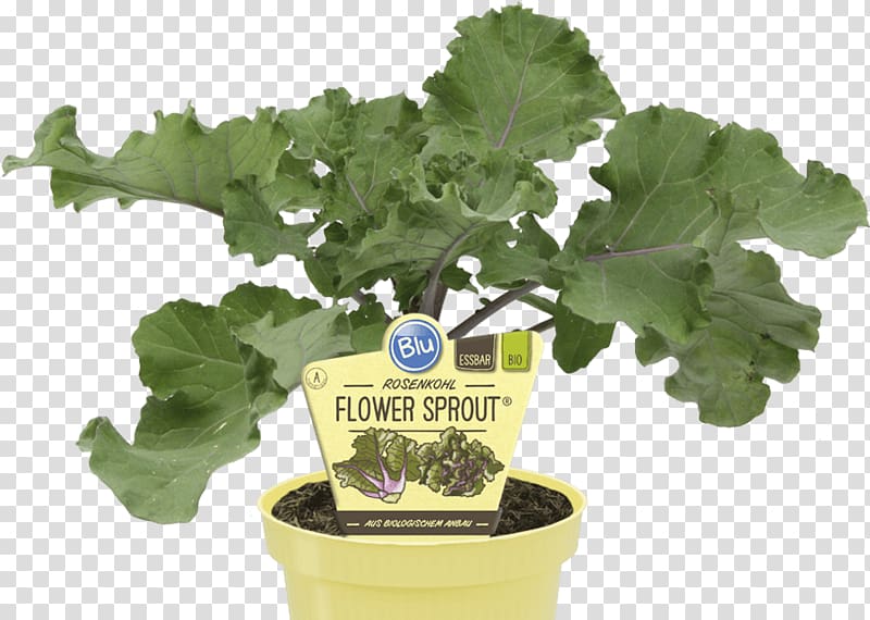 Spring greens Brussels sprout Kale Vegetable Sprouting, kale transparent background PNG clipart