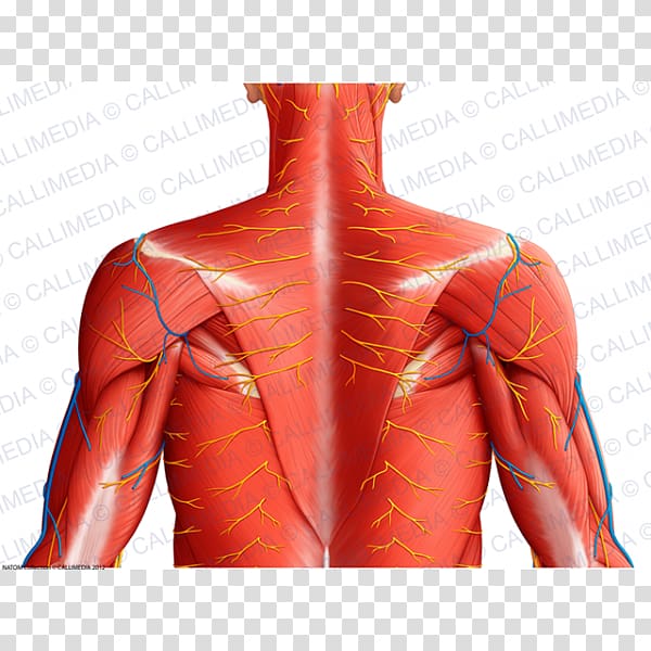 Thorax Muscle Human anatomy Coronal plane, Neck muscle transparent background PNG clipart