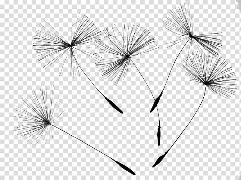 gray floral embroidered apparel, Common Dandelion Drawing Flower Seed, Drift dandelion transparent background PNG clipart