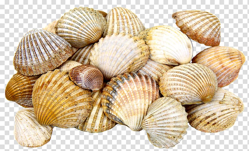 Cockle Seashell Mollusc shell, mar transparent background PNG clipart